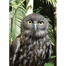 INSPIRAZIONS GREETING CARD Inquisitive Owl